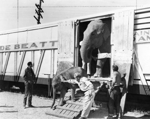 Elephants at circus train