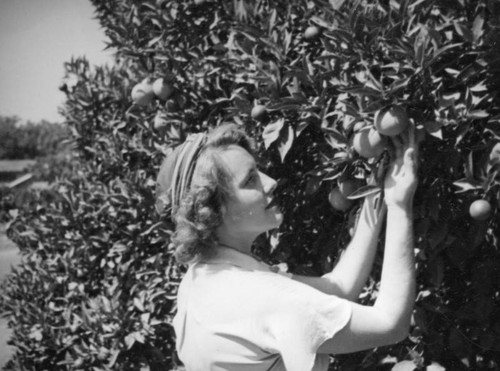 Ethel in orange grove