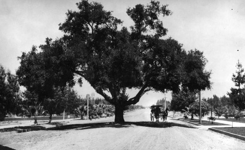 Orange Grove Ave. tree in Pasadena