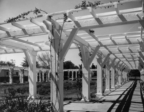 Rose trellis in San Marino