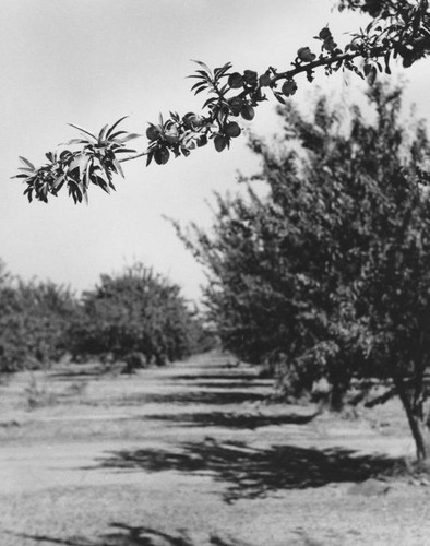 Flowering grove