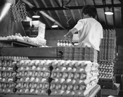 Egg packing-house