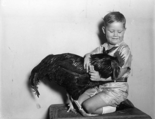 Black rooster with a boy