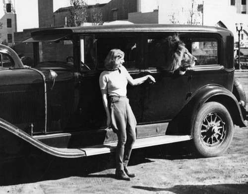 Lion in car