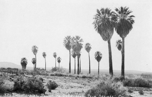 Twentynine Palms an oasis near Palm Springs