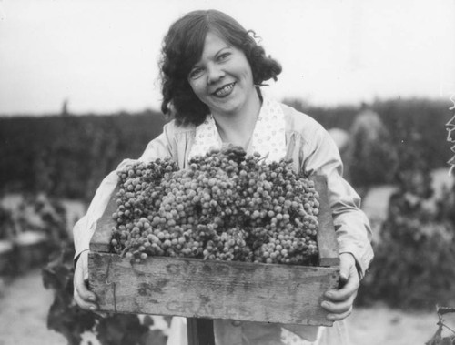 Women working in Gausti vineyard, view 17