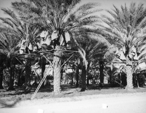 Shields Date Ranch, Indio