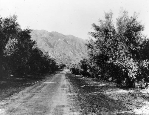 Olive groves on Roxford Avenue