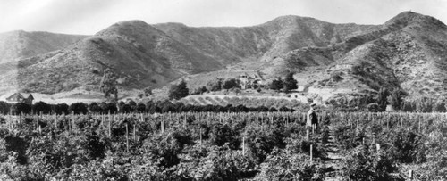 Tomato patch, West Hollywood