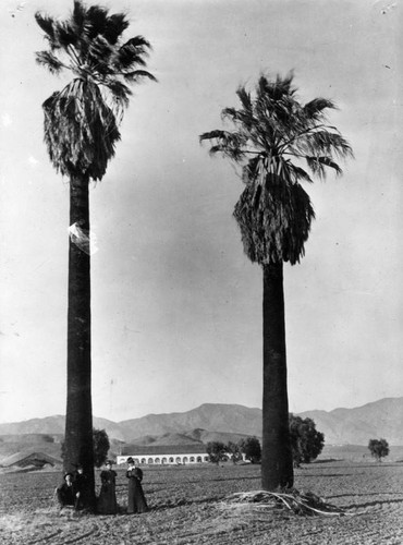 Palms frame Convento Building, San Fernando Rey de Espan~a Mission