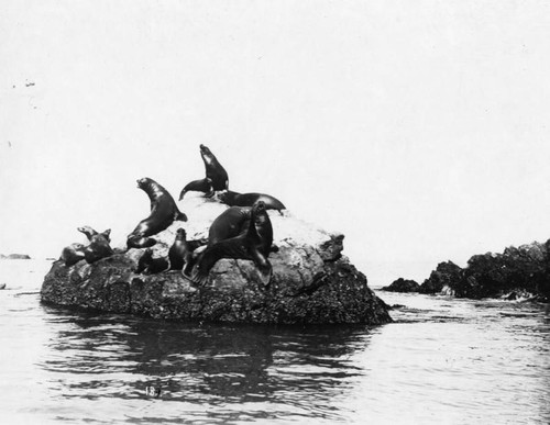 Seals on rock