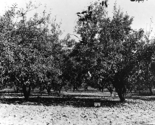 San Fernando Valley orchard