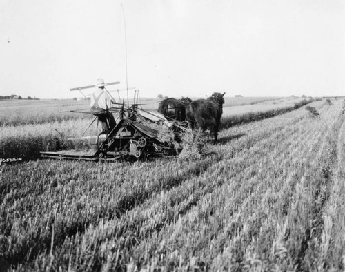 Harvesting wheat with a binder