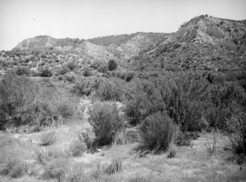 Mint Canyon landscape