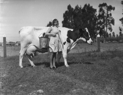 Los Angeles County Farm cow