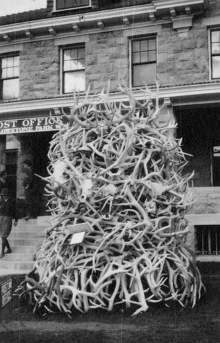 Pile of elk antlers