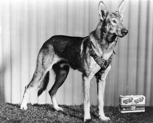 A german shepherd named Major