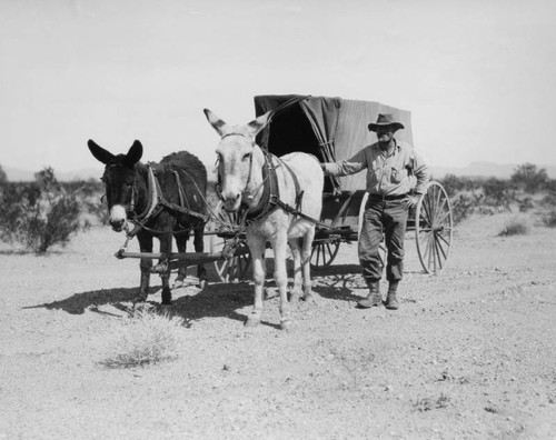 Prospector with mules