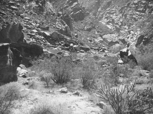 Tahquitz Canyon