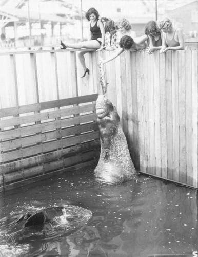 Women feeding sea elephant