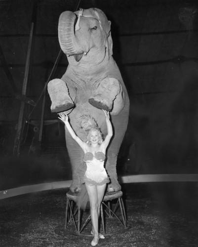 Circus elephant