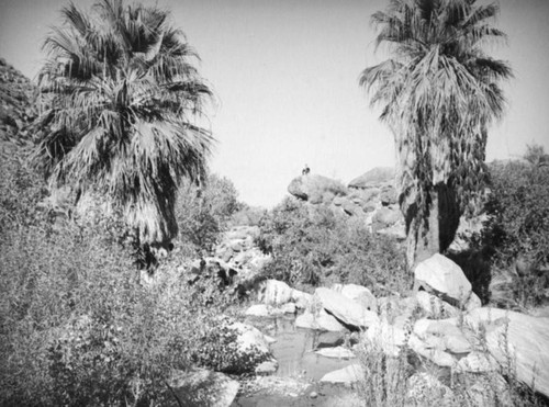 Palm Canyon area creek