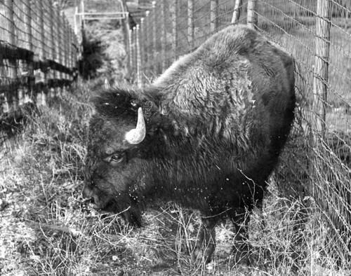 Buffalo at the zoo