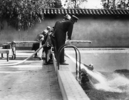 Sea elephants in pool