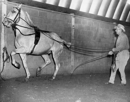 "Ben Hur" horse trained