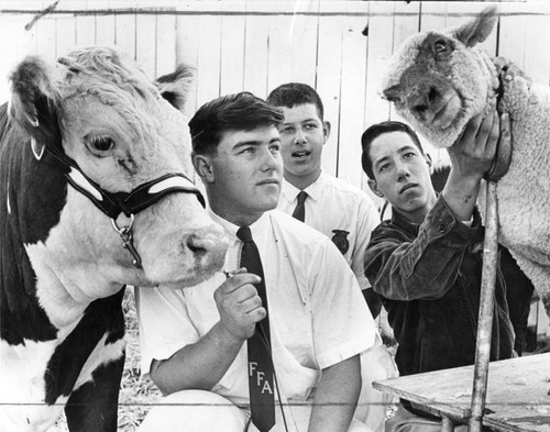 FFA boys ready livestock for auction