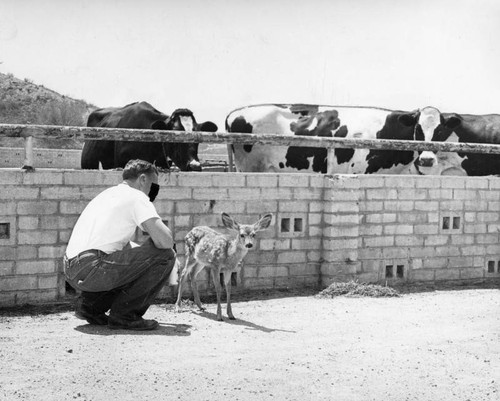 Prisoners keep busy at Sheriff's Castaic honor farm