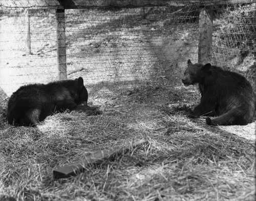 Bears in cage