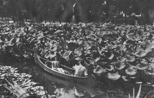 Lotus beds in Echo Park lake