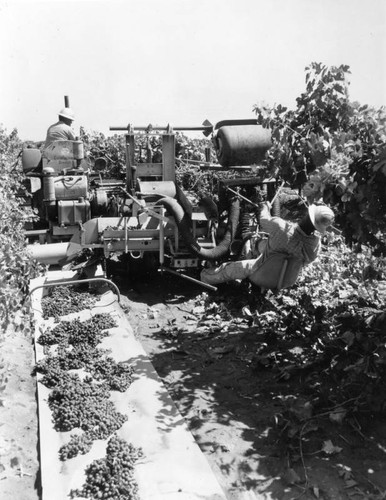 Grape harvester