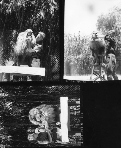 Lion and keeper in the zoo