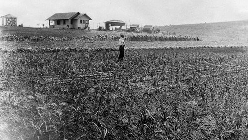 Farm land in El Segundo