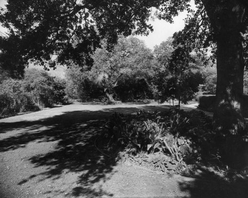 English Oaks, Arcadia