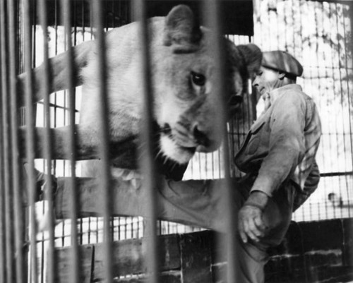 Jungleland lion trainer Jules Jacot at work