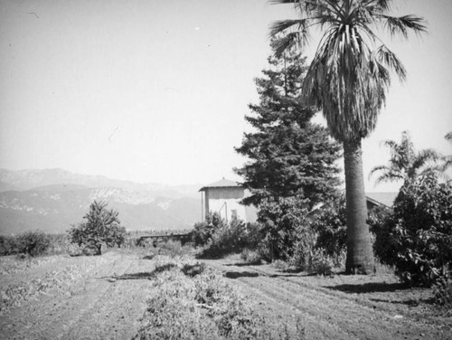 Carpinteria orange grove