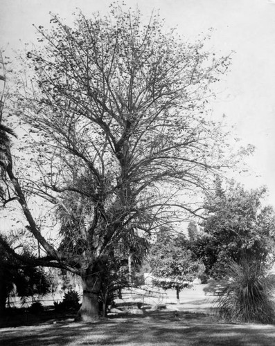 Coral tree on Franklin Avenue