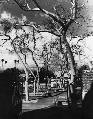 Trees at El Sereno Junior High School