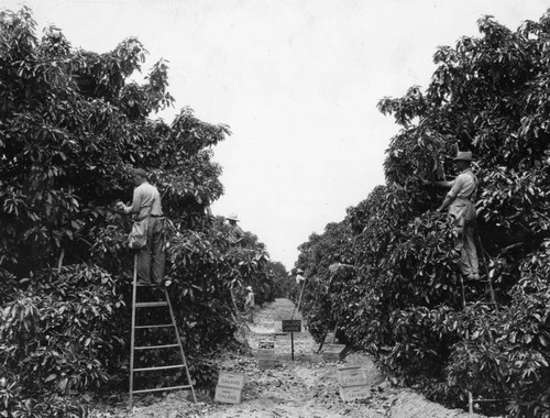 Avocado harvesting