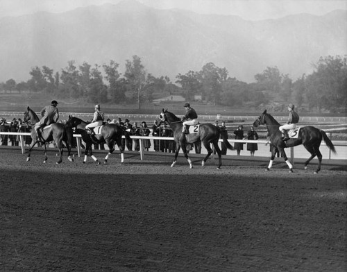 Race horse Seabiscuit