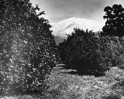 Orange groves and "Old Baldy"