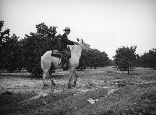 Horse and rider in orange grove