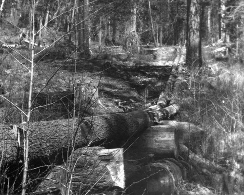 Felled trees in Yosemite