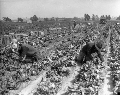 Field of lettuce