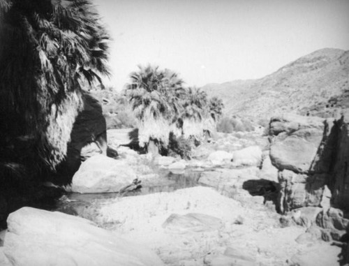 Palm Canyon area creek