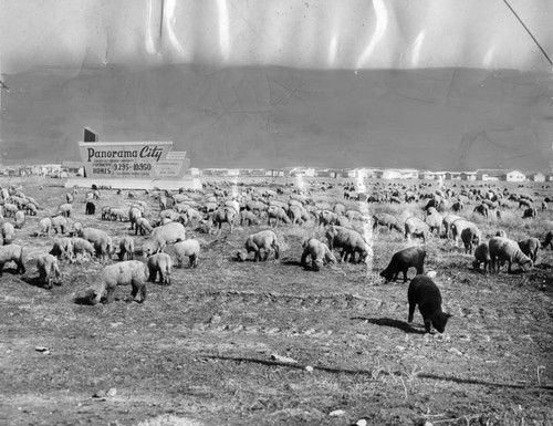 Sheep nibble grass around edges of vast housing development