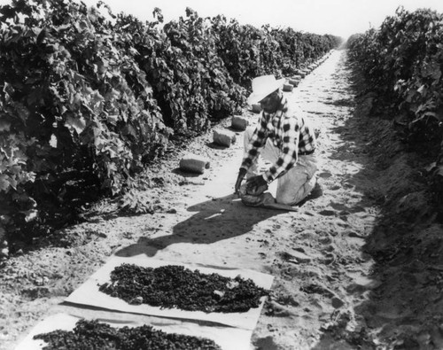 Harvesting grapes